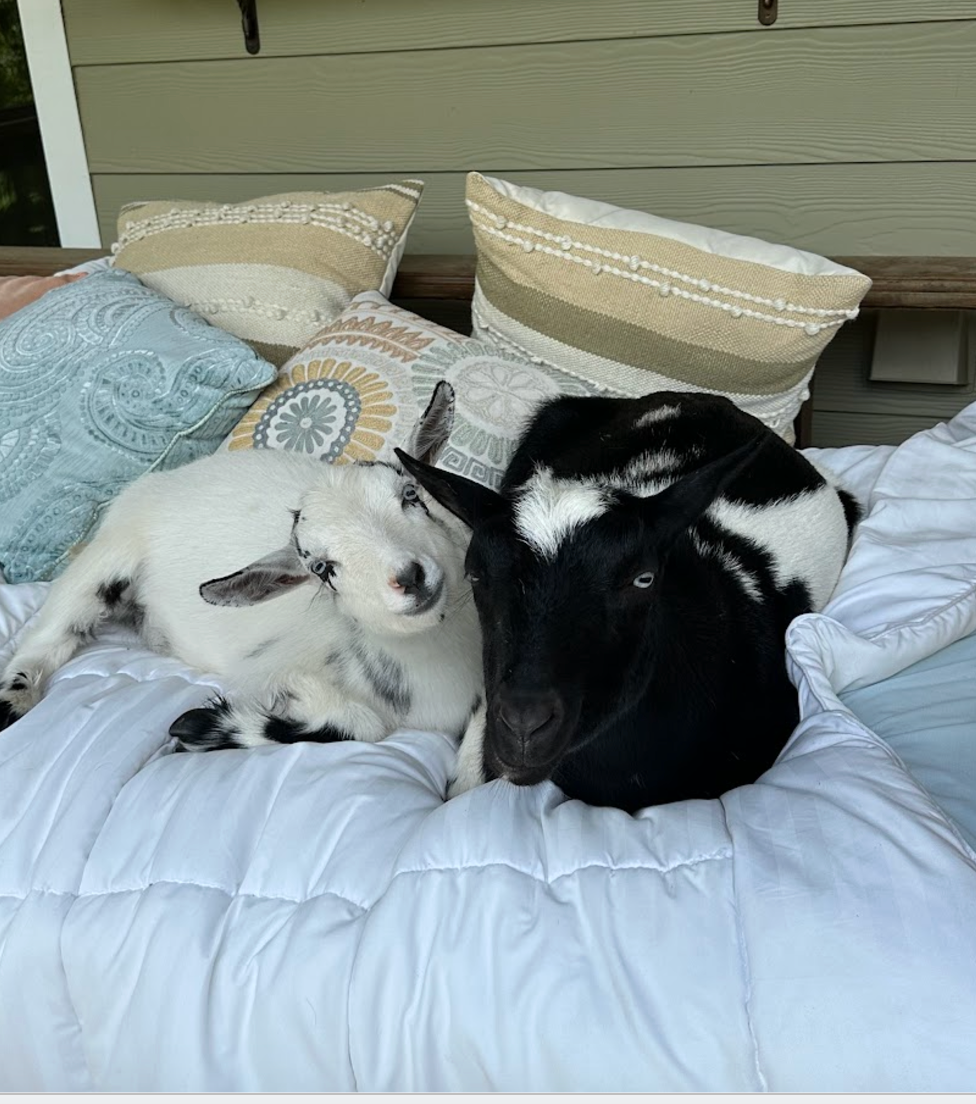 A person is petting a small goat with their finger.