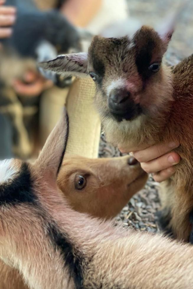 A person is pouring milk into a bucket with a goat in the background.