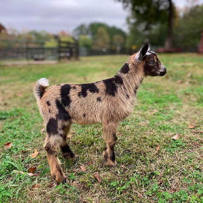 A baby goat is standing in the grass in a field.