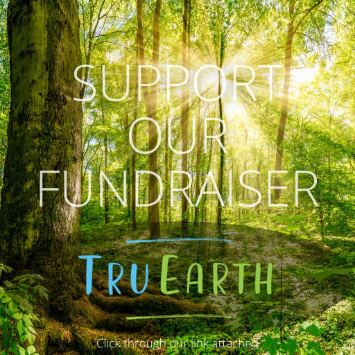 Click here to purchase Earth friendly cleaning supplies Sunlight streams through a lush forest, text reads