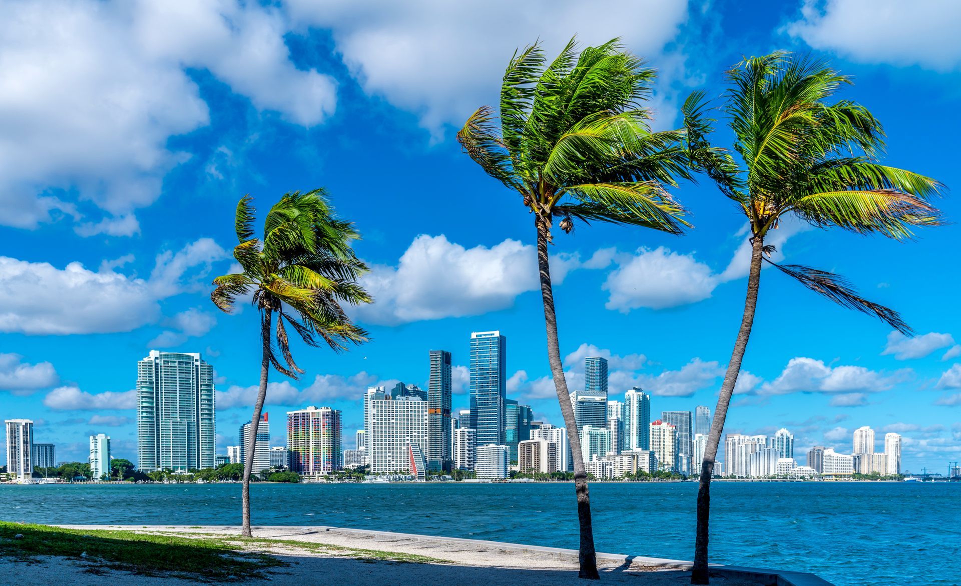 Palm trees along a waterfront city skyline under a bright blue sky with clouds.