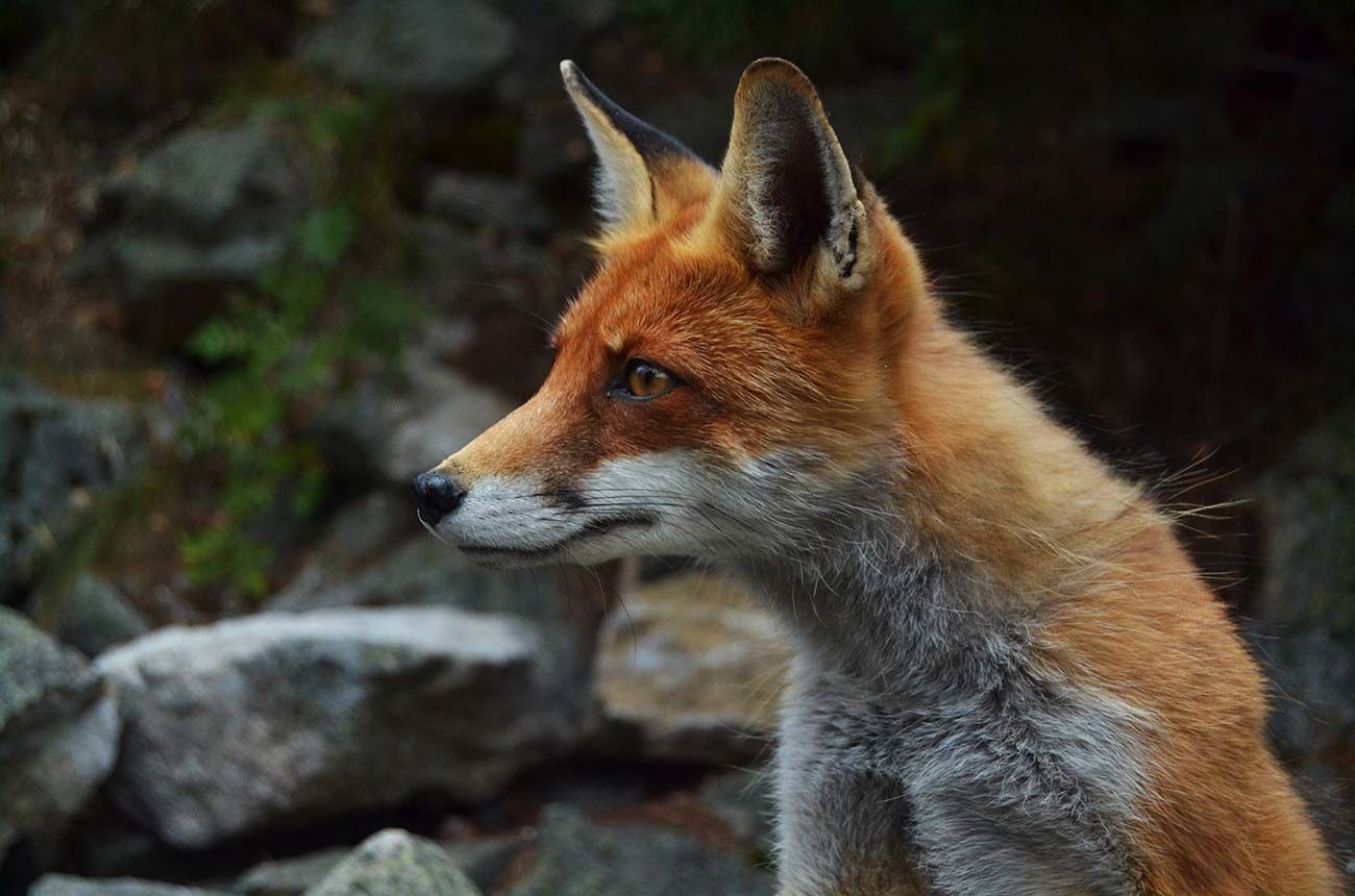 Red fox with orange and gray fur, alert profile, looking left, rocky background.