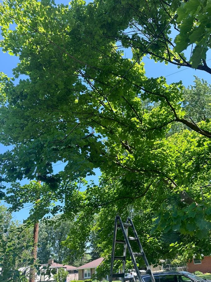 Legendary Tree Care LLC | ladder is sitting under a tree in a residential area.