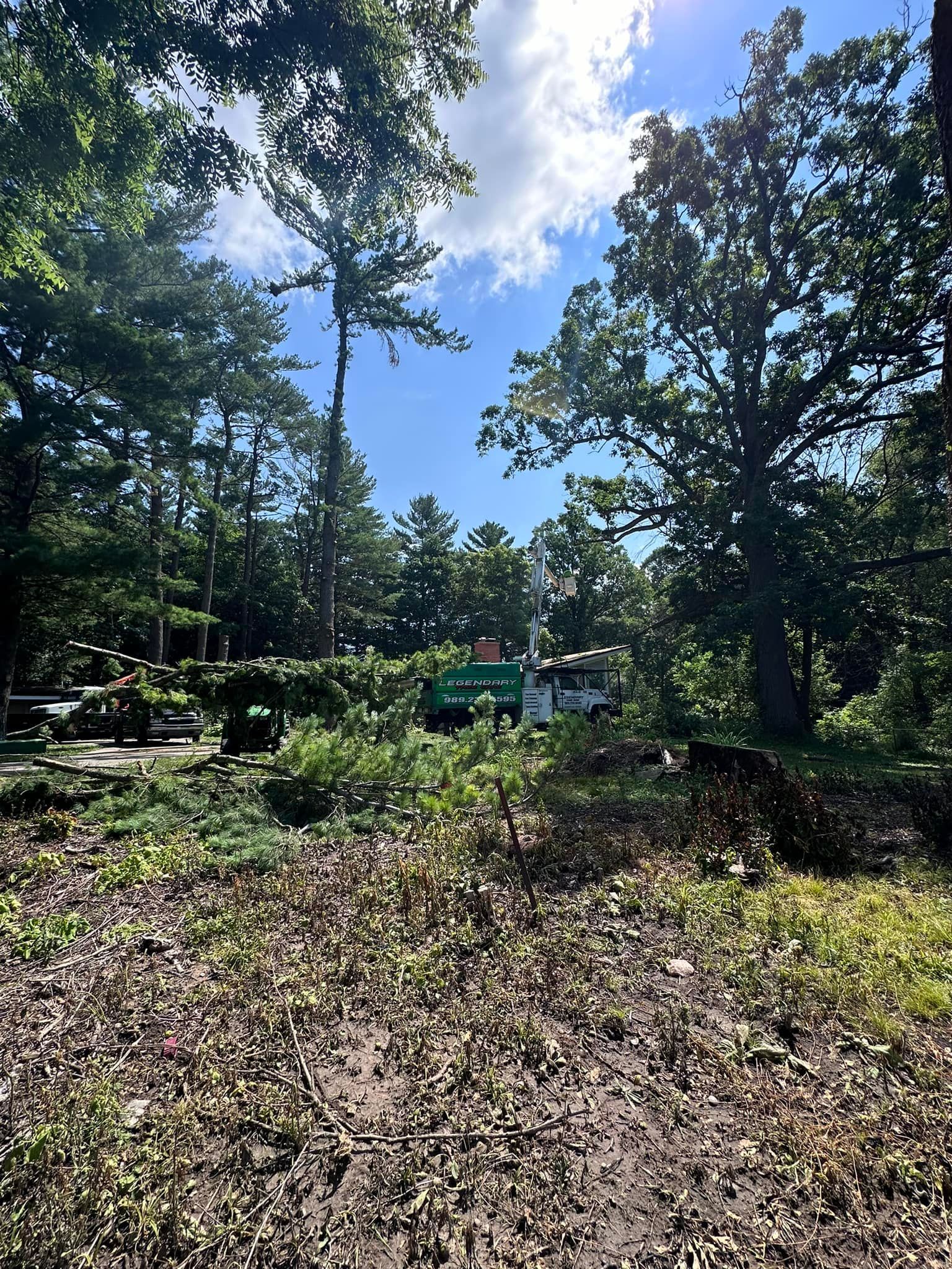Legendary Tree Care LLC | lush green forest with trees and shrubs on a sunny day.