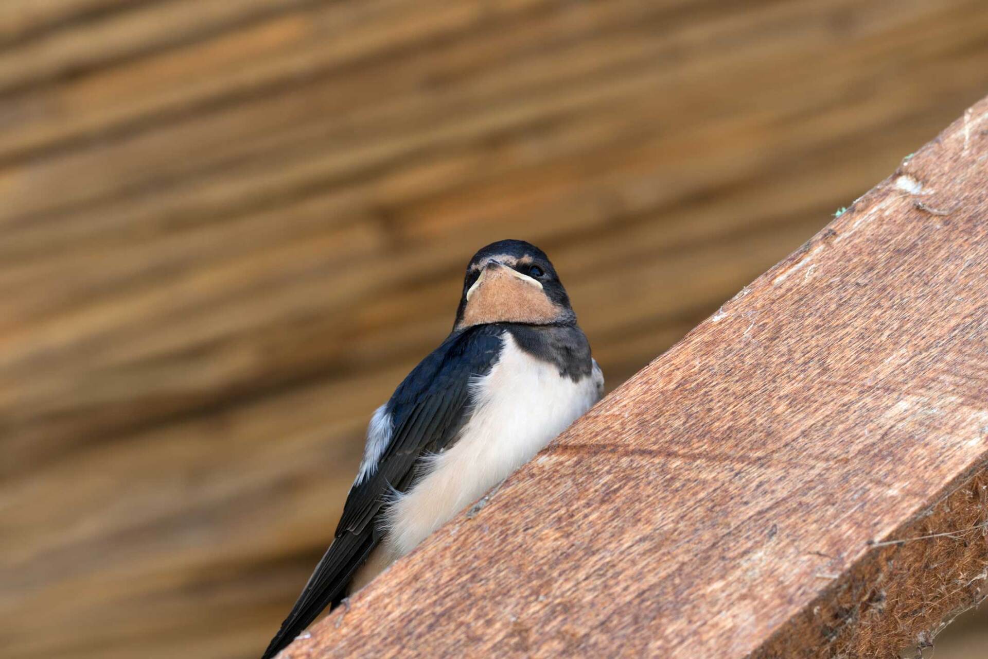 Bird — Greensboro, NC — The Critter Gitter LLC