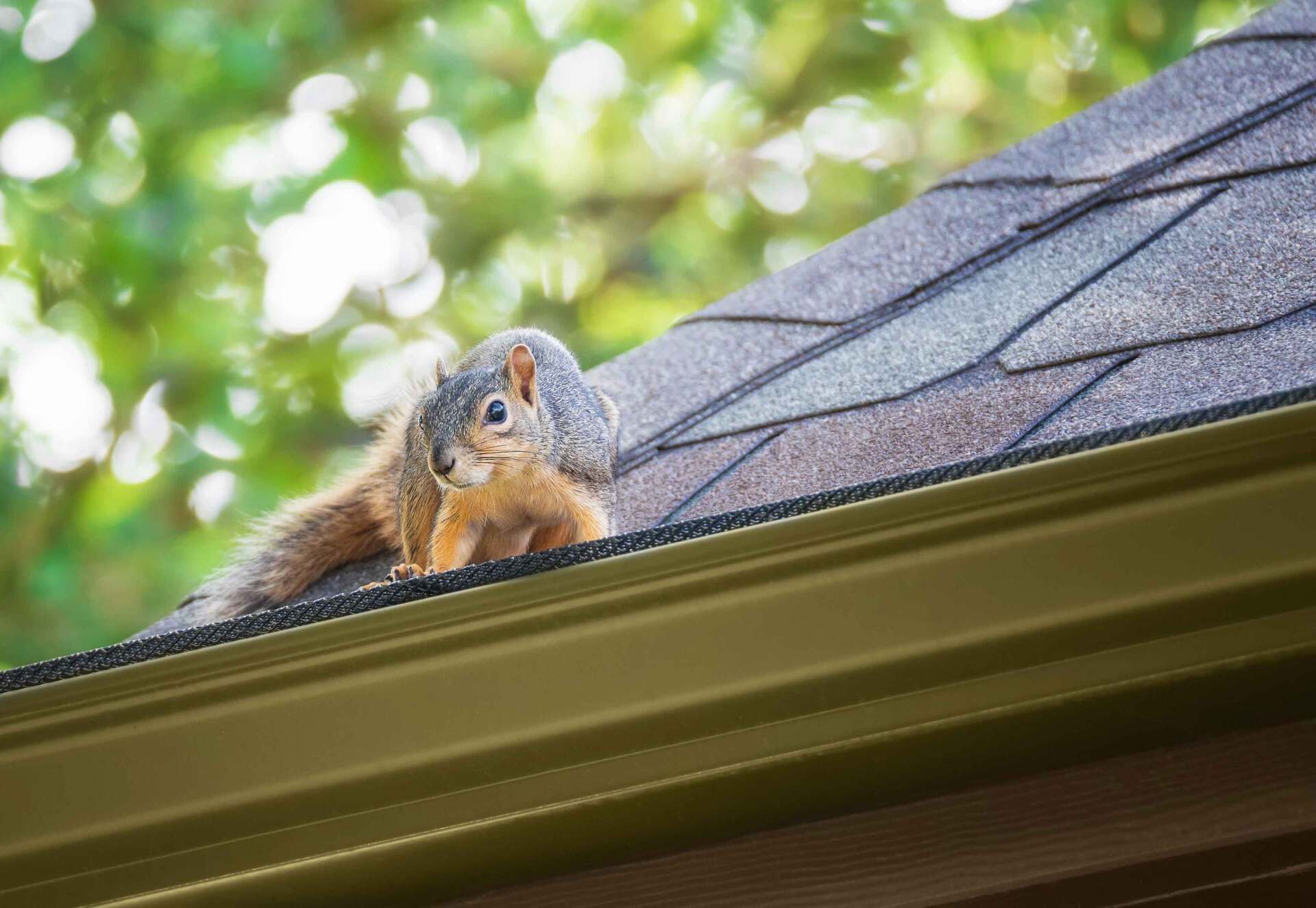 Squirrel — Greensboro, NC — The Critter Gitter LLC