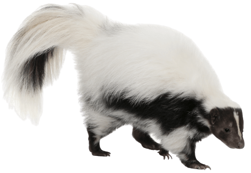 Striped Skunk — Greensboro, NC — The Critter Gitter LLC Striped Skunk — Greensboro, NC — The Critter Gitter LLC