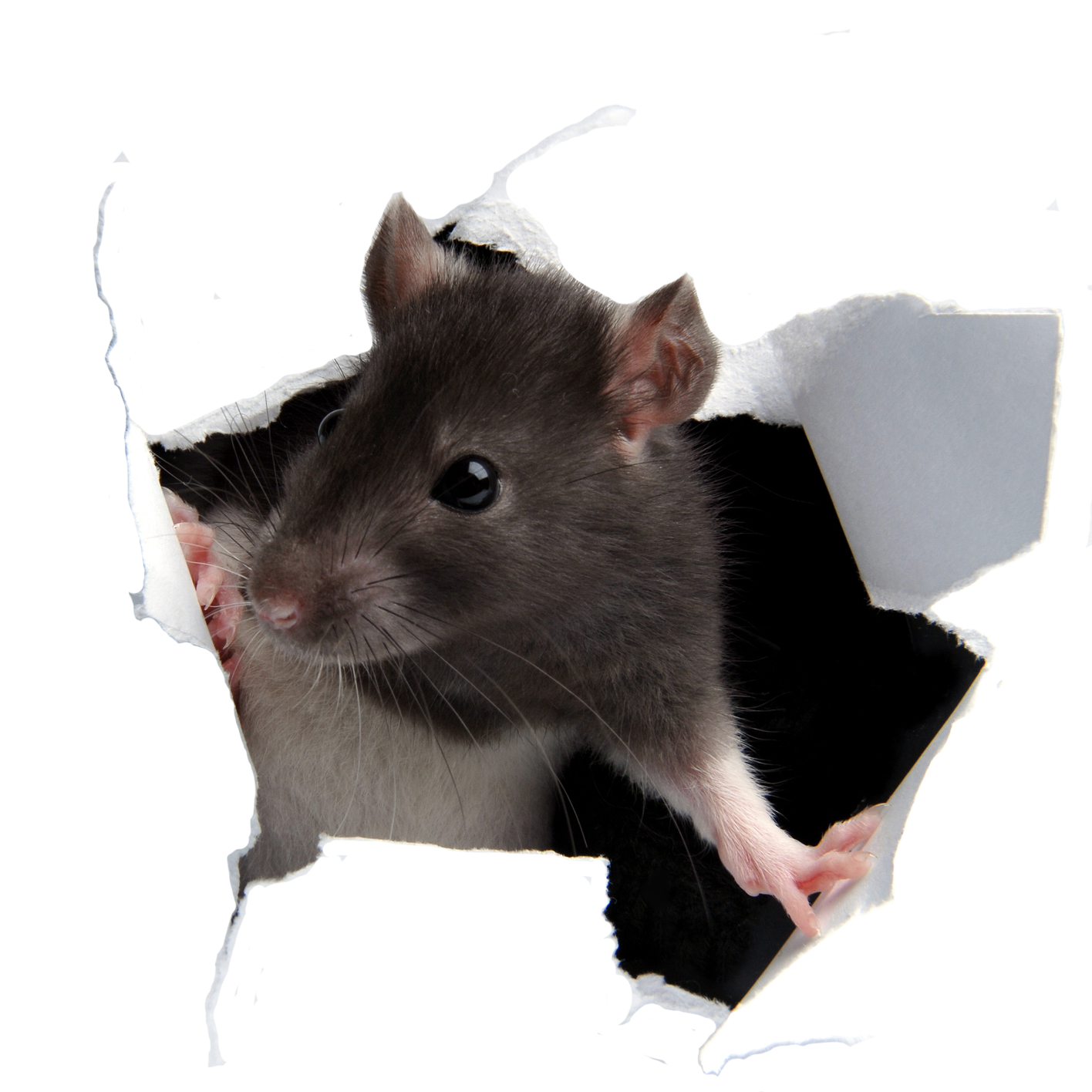 Rat On A Hole — Greensboro, NC — The Critter Gitter LLC Rat On A Hole — Greensboro, NC — The Critter Gitter LLC