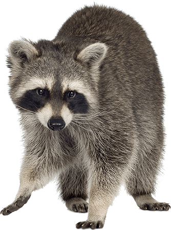 Gray Raccoon — Greensboro, NC — The Critter Gitter LLC Gray Raccoon — Greensboro, NC — The Critter Gitter LLC