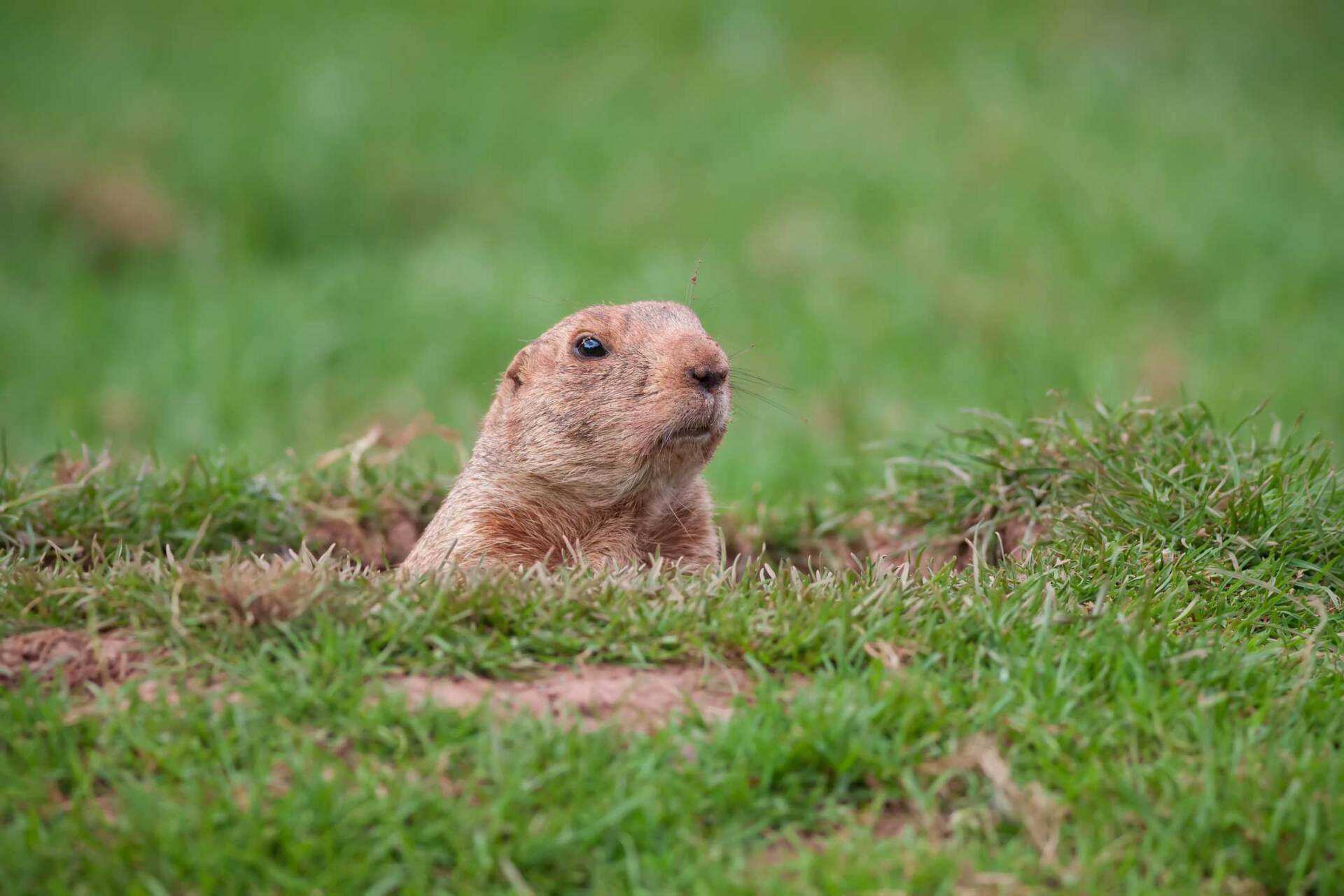 Groundhog — Greensboro, NC — The Critter Gitter LLC