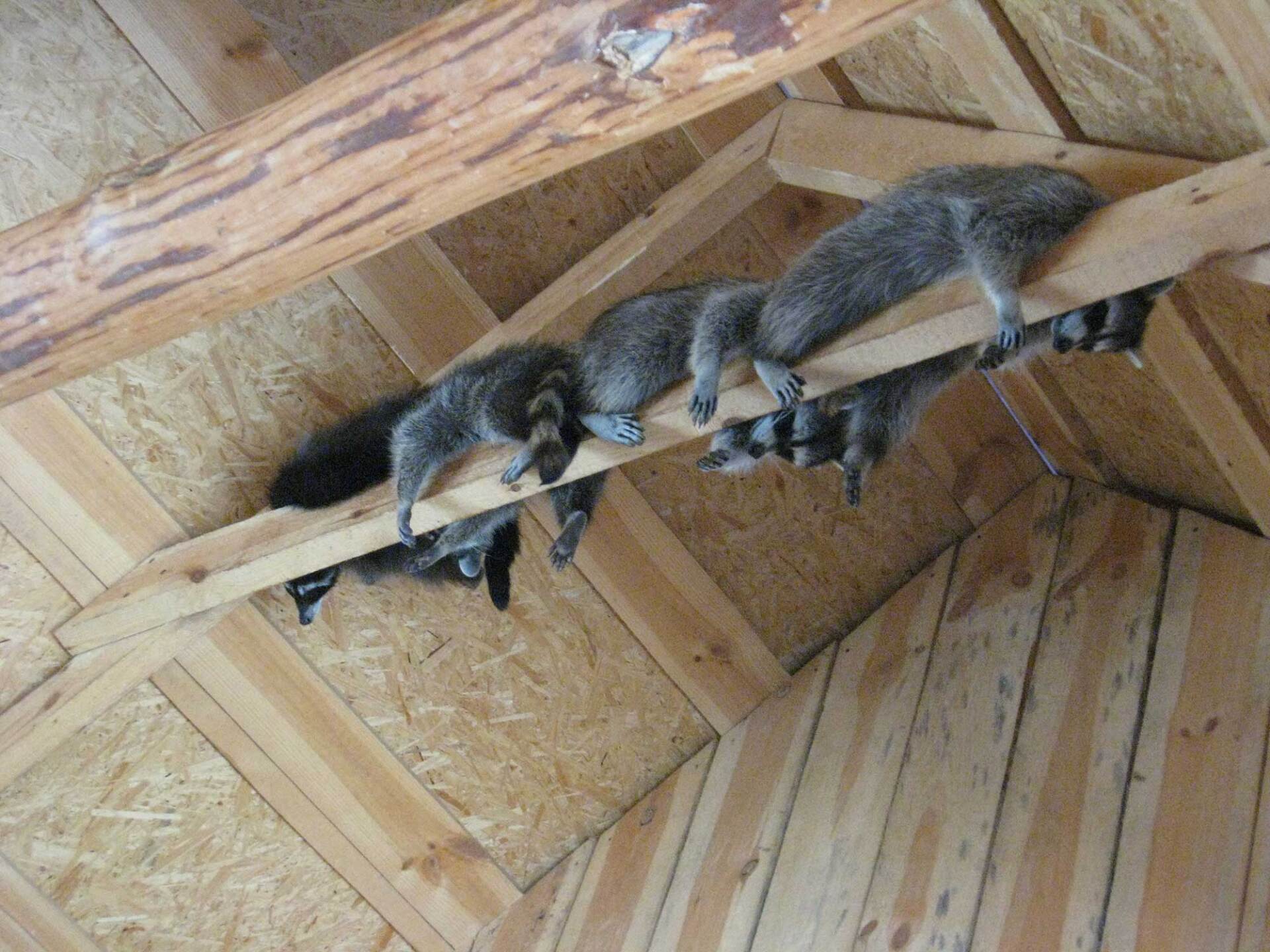 Brood of Gray Raccoons — Greensboro, NC — The Critter Gitter LLC