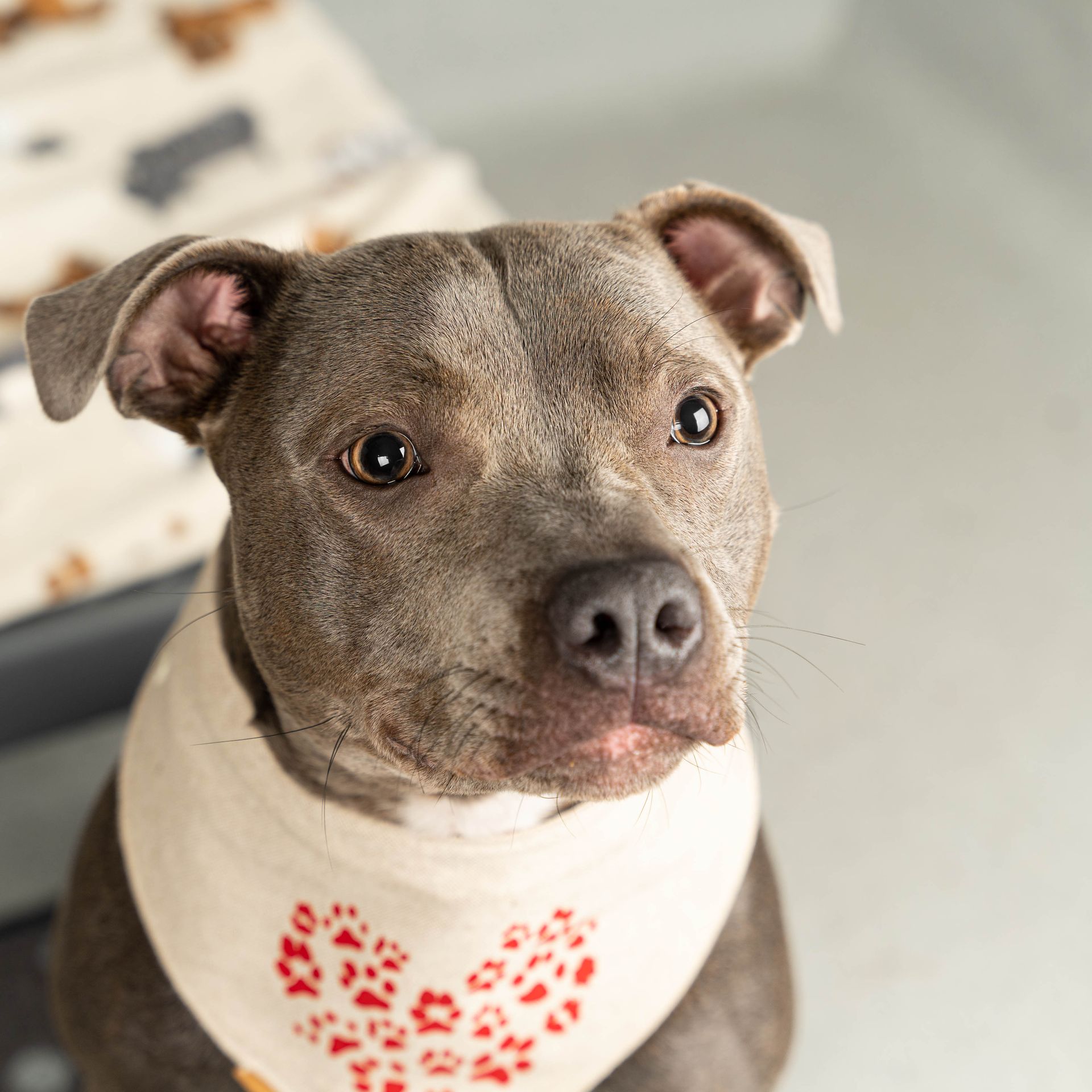 Harfields Pet Retreat Southampton Luxury Boarding Kennels