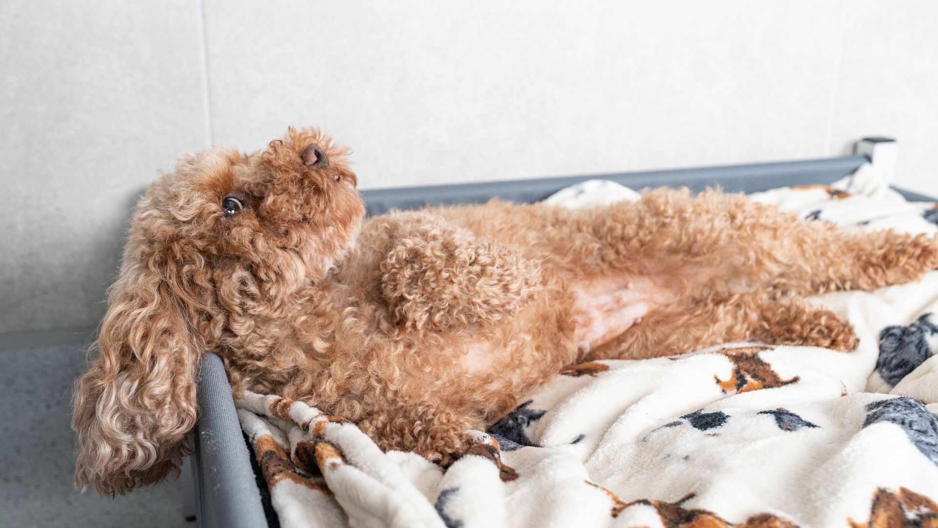 boarding kennel for small dogs in Southampton, Hampshire