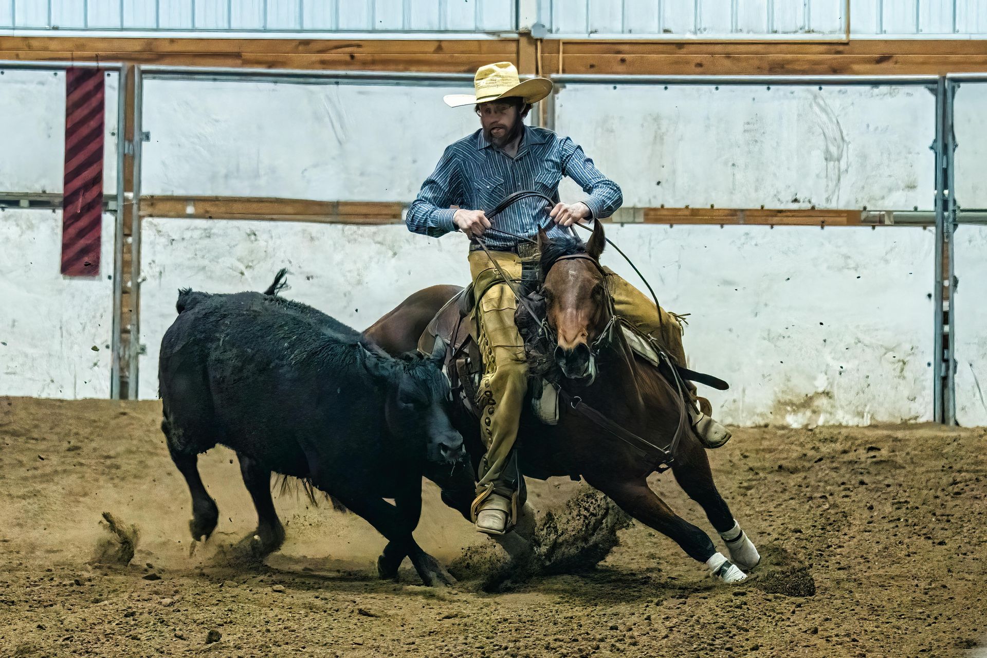Cowboy on horseback cutting a cow in a dusty indoor arena. Horse is leaning, cowboy is focused. Minnesota Equestrian Center- MEC