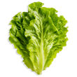 Fresh green lettuce leaf on a white background