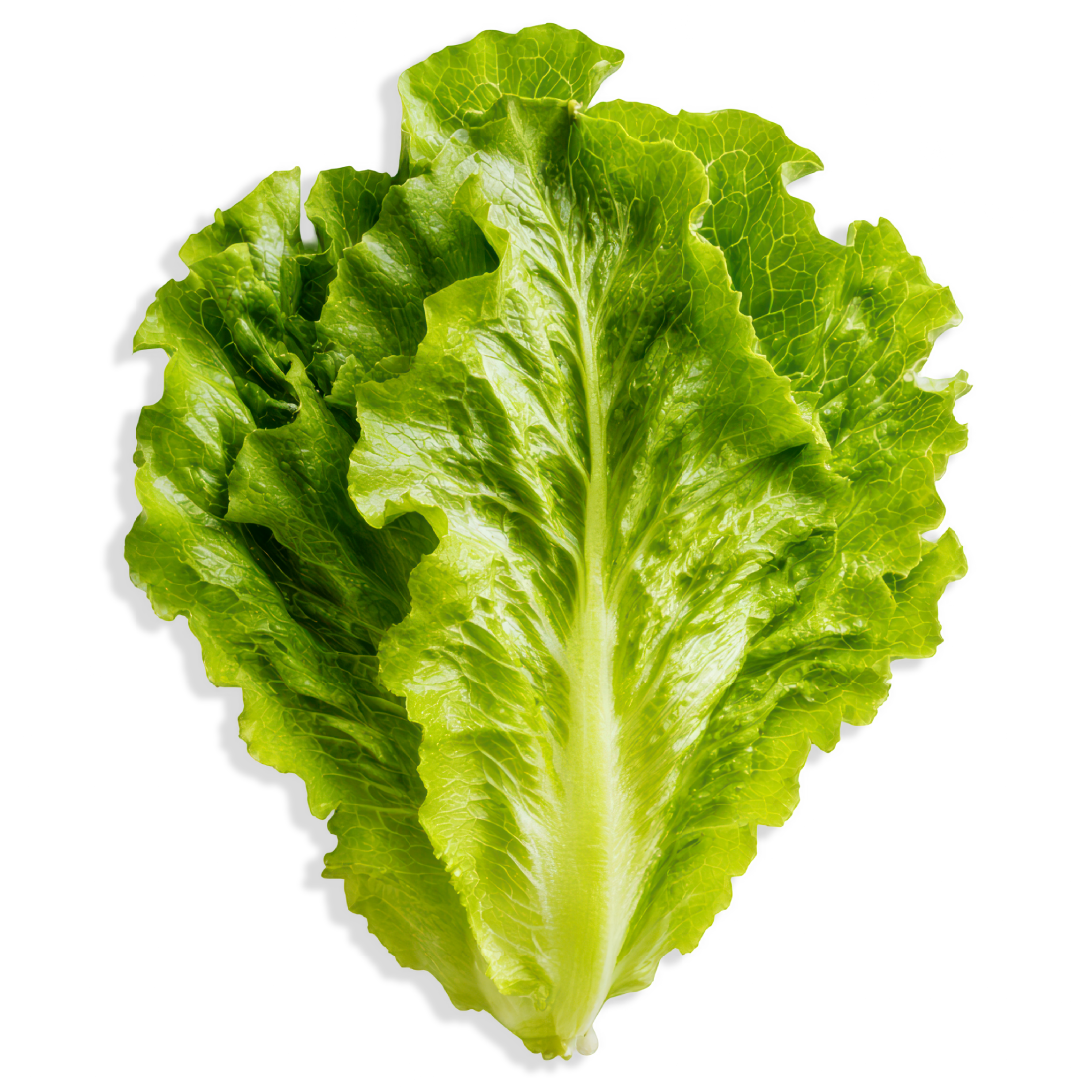 Fresh green lettuce leaf on a white background