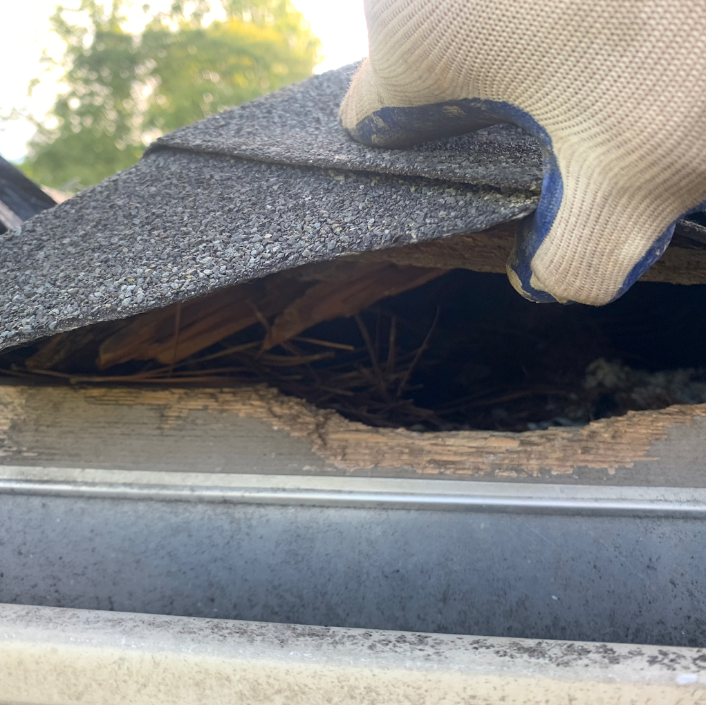 wildlife exclusion services near me Gloved hand lifting roof shingle, exposing damaged wood and a dark hollow above a gutter.