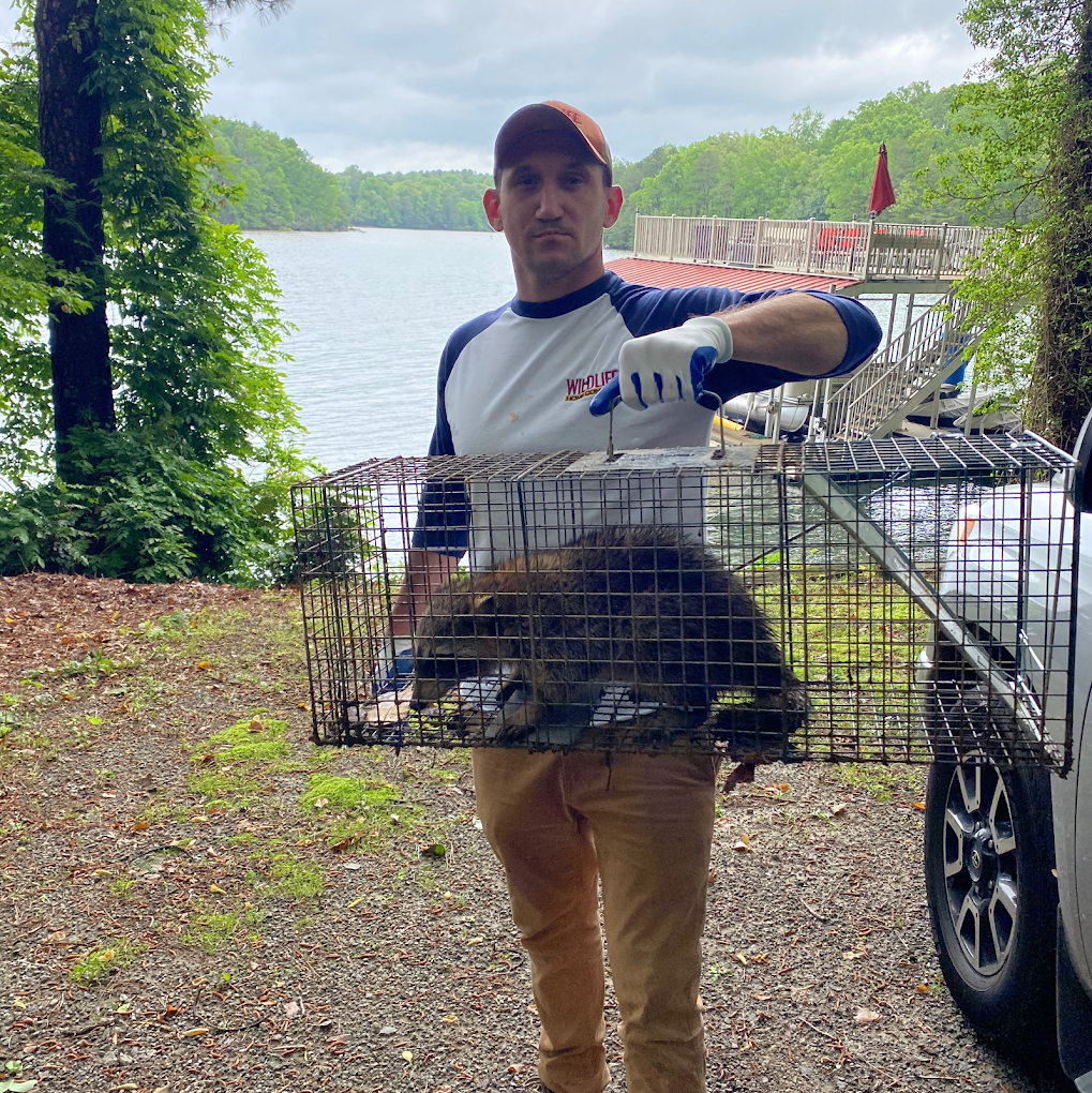 wildlife removal buford ga Man holding a cage trap with a raccoon near a lake.