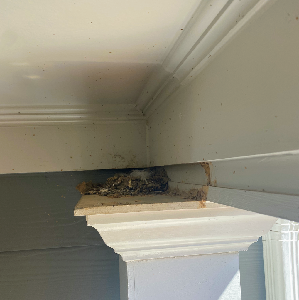 groundhog removal buford ga Nest built in the corner of a white painted structure, between molding and a support beam.