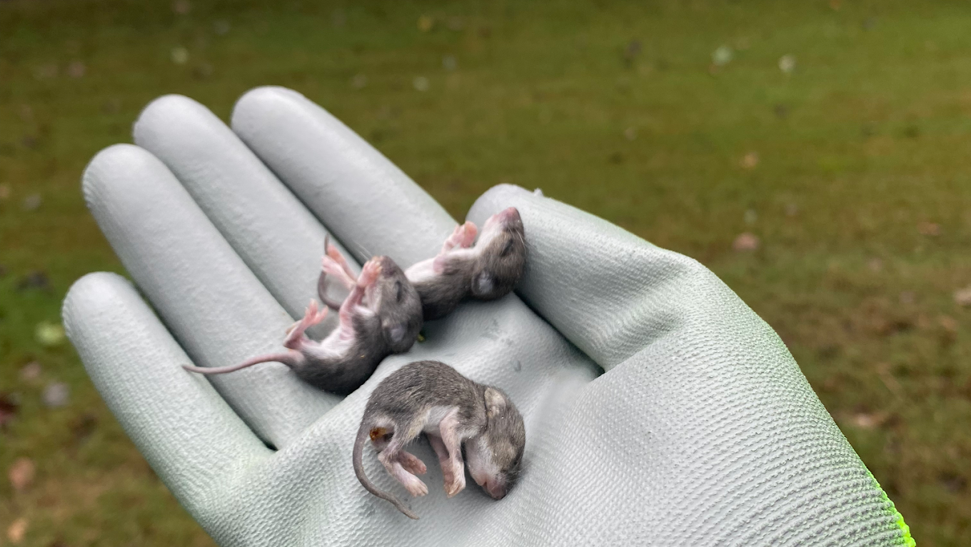 wildlife removal specialists near me Hand holding three small, dead mice; green grass background.