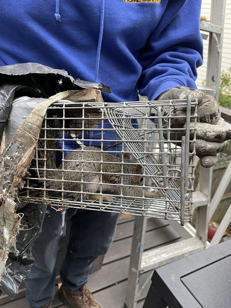 animal control buford ga Person in blue sweatshirt holding a cage trap with a gray animal inside. Outdoors, on a deck.