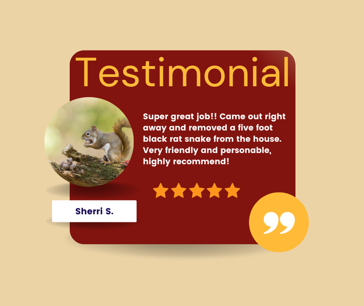 Testimonial card: A customer review about removing a black rat snake. Brown and orange colors. Squirrel photo.