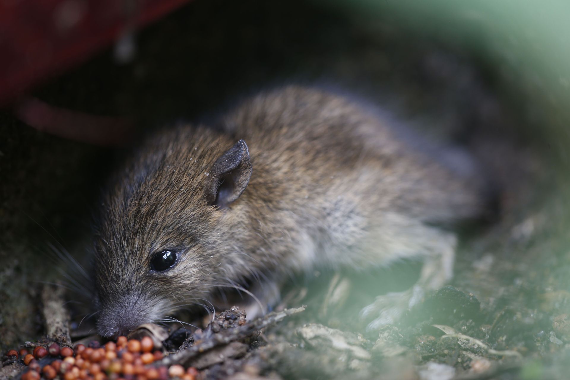 Small brown mouse eating seeds in a dark, leafy hiding spot