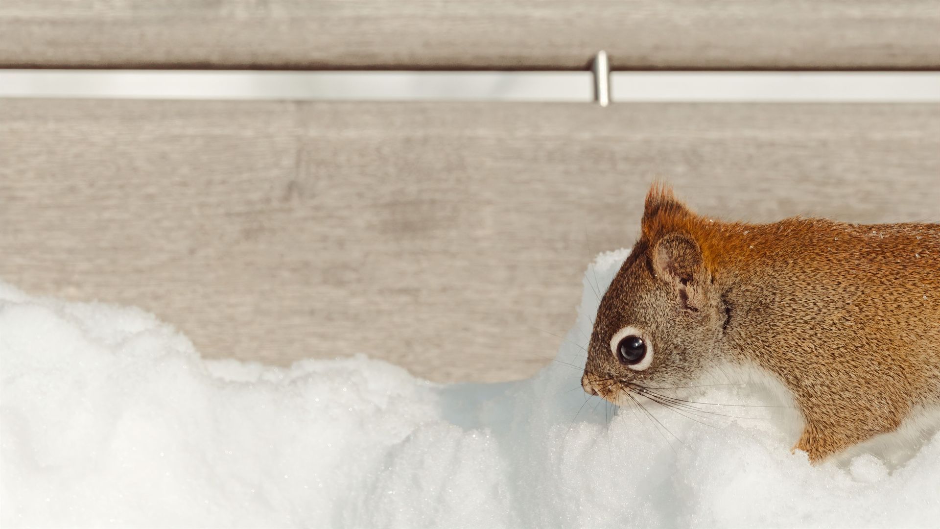 Brown squirrel peeking from white snow against a beige wall