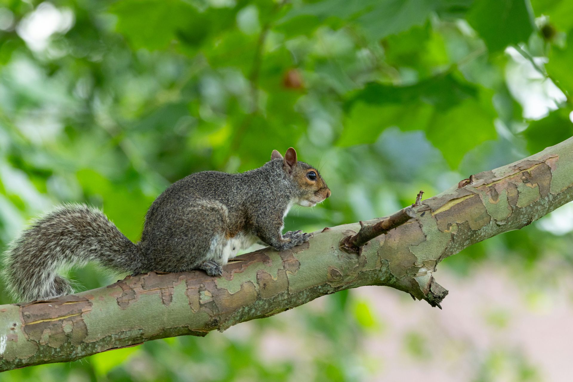 Squirrel Removal Near Me Gray squirrel on a tree branch against a green leafy background