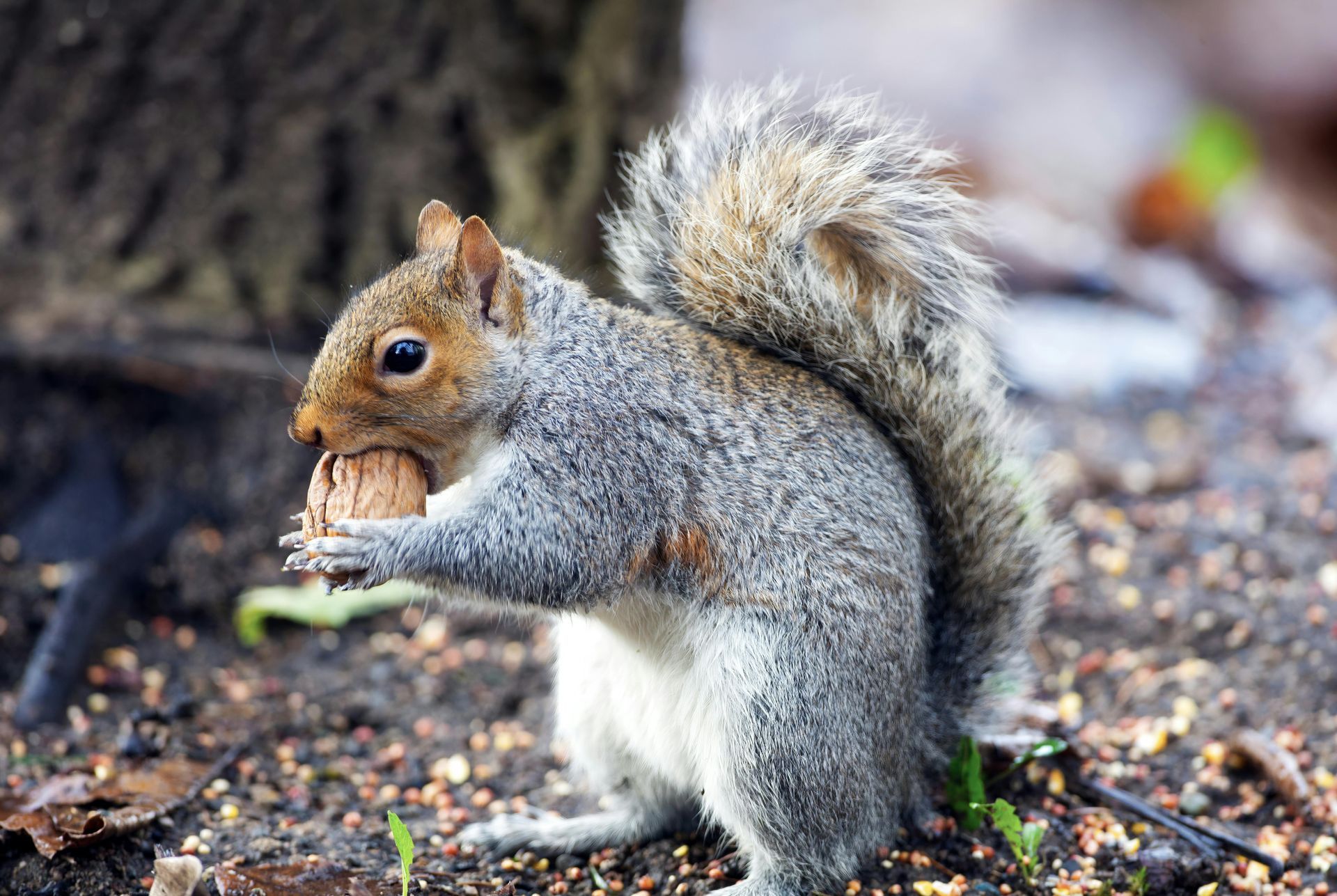 Gray squirrel holding and eating a nut on the ground, with a blurred forest background