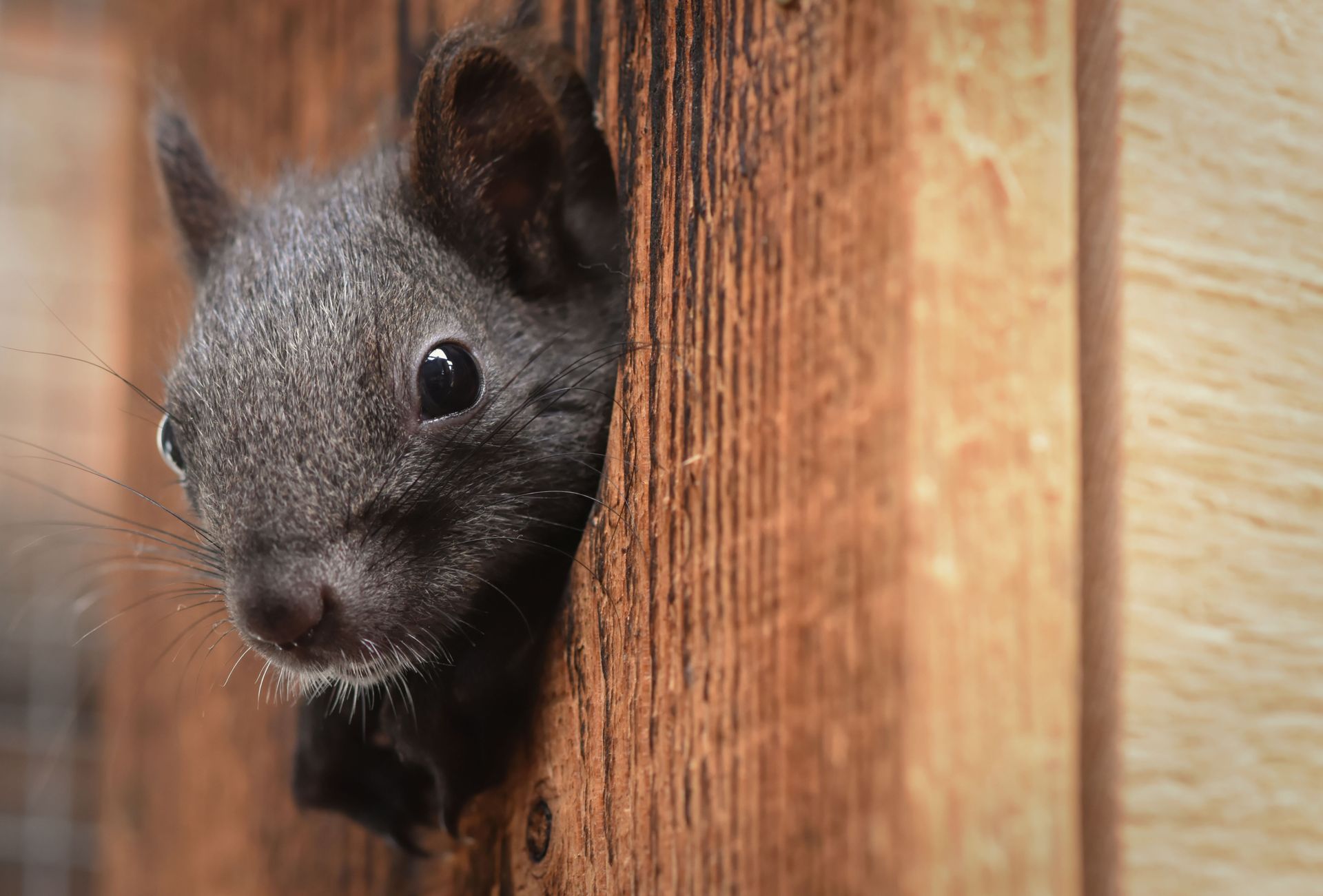 Close-up of a black squirrel peeking from behind a wooden fence board.
