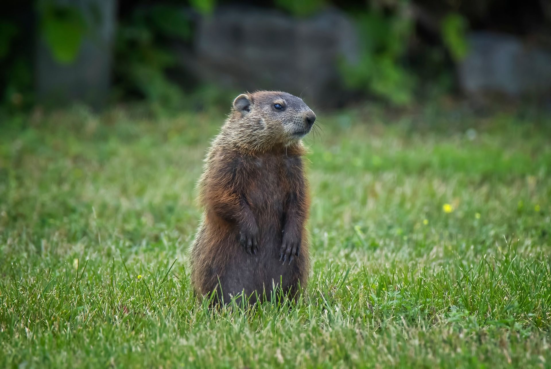 wildlife remediation near me Groundhog standing upright in green grass.