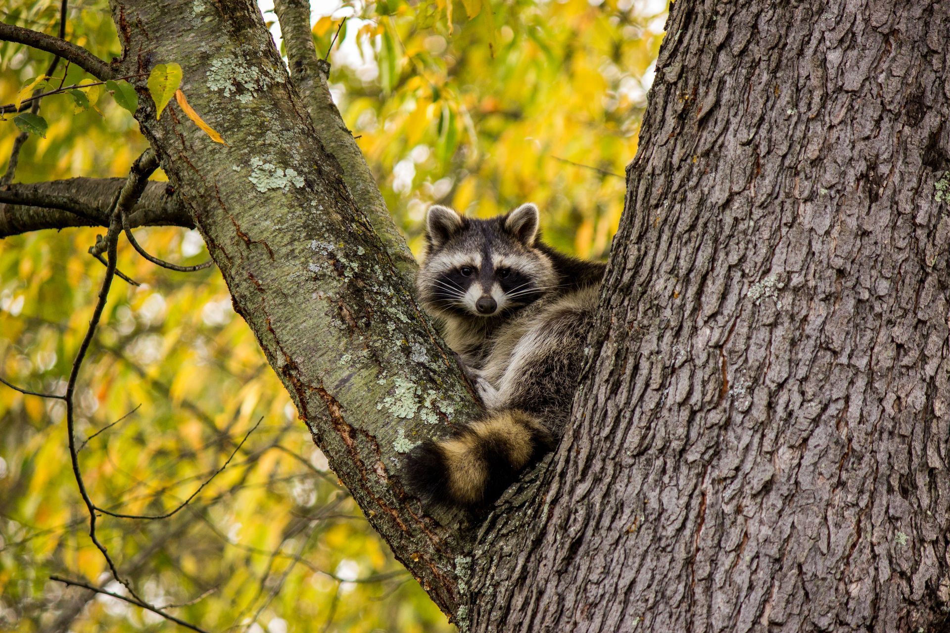 Raccoon with a black mask and striped tail nestled in a tree, with autumn foliage in the background.