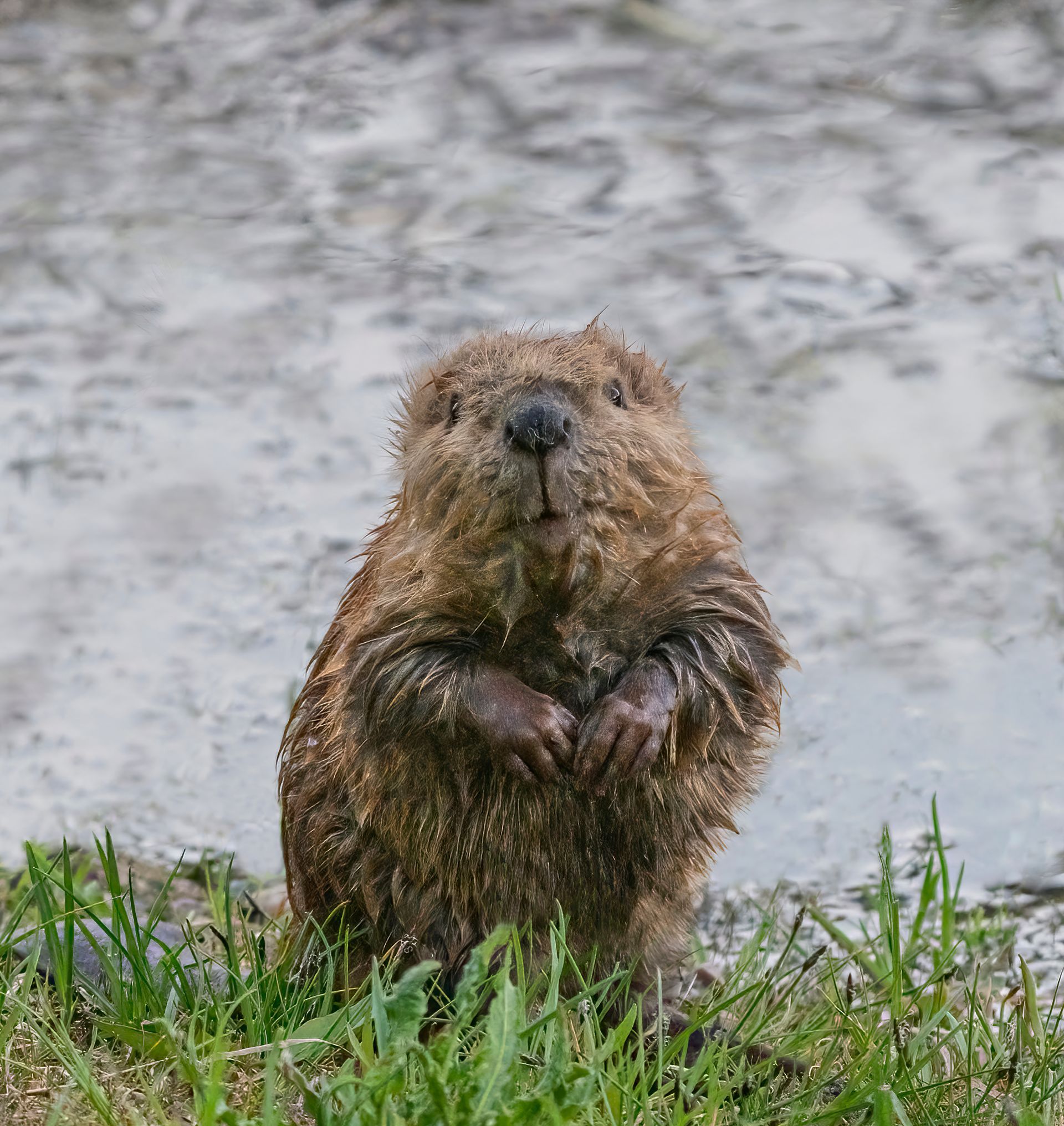 beaver removal buford ga Beaver standing on grass, in front of a body of water.