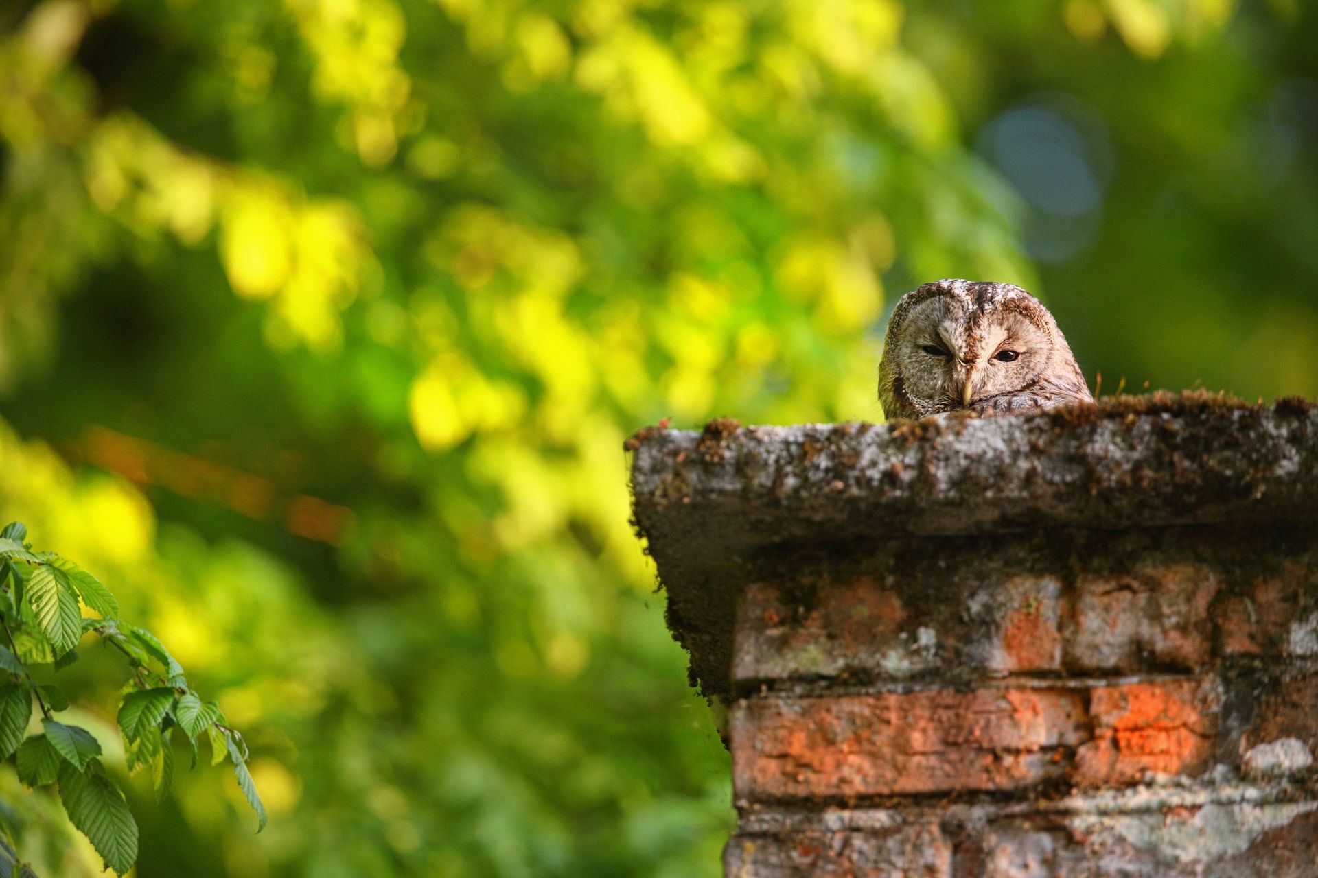 Tawny owl peering over a mossy brick wall, green foliage background.