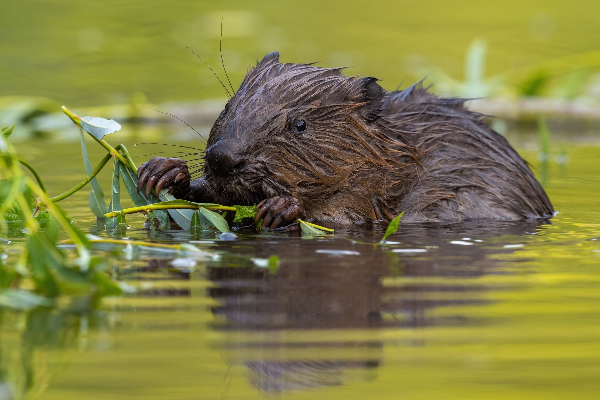 Beaver in water eating a plant. Dark fur, brown claws, green and yellow water.