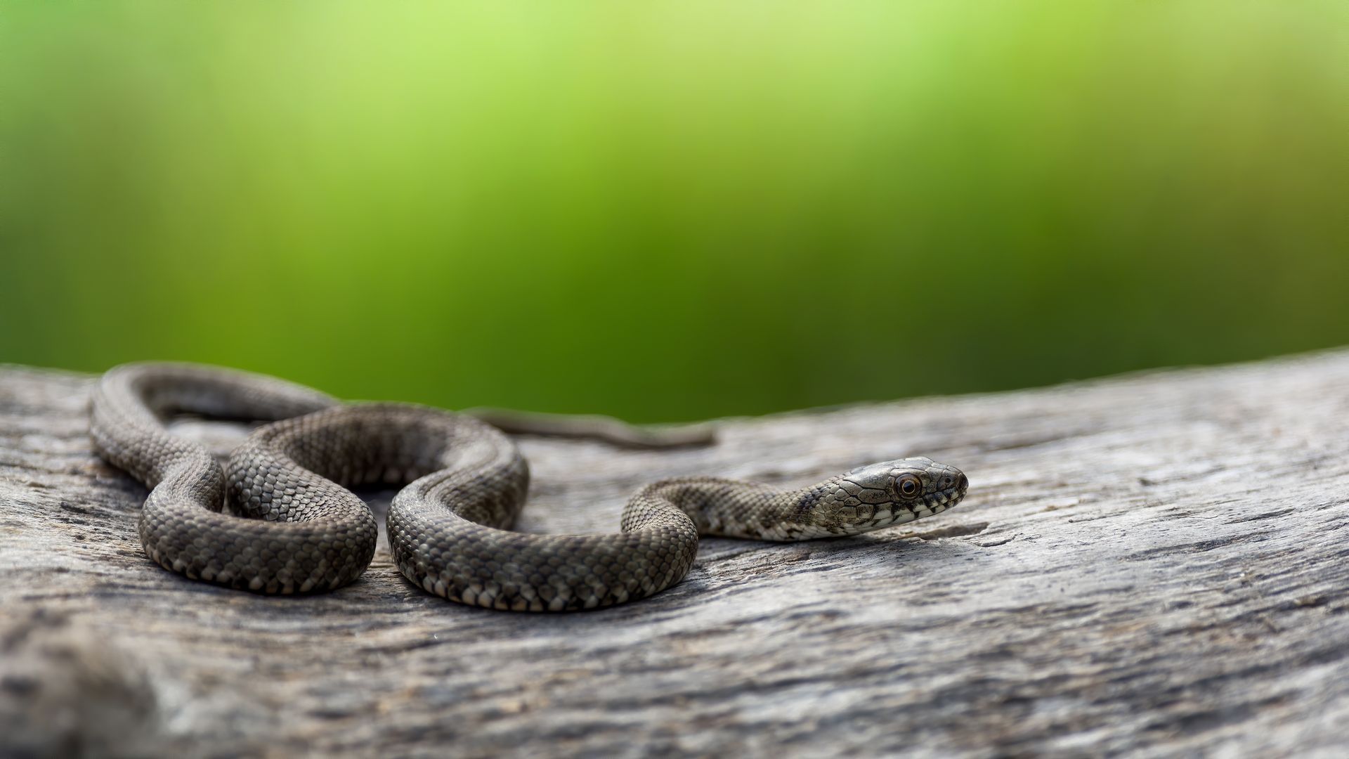 wildlife removal duluth ga A gray snake coiled on a light-colored log with a blurred green background.