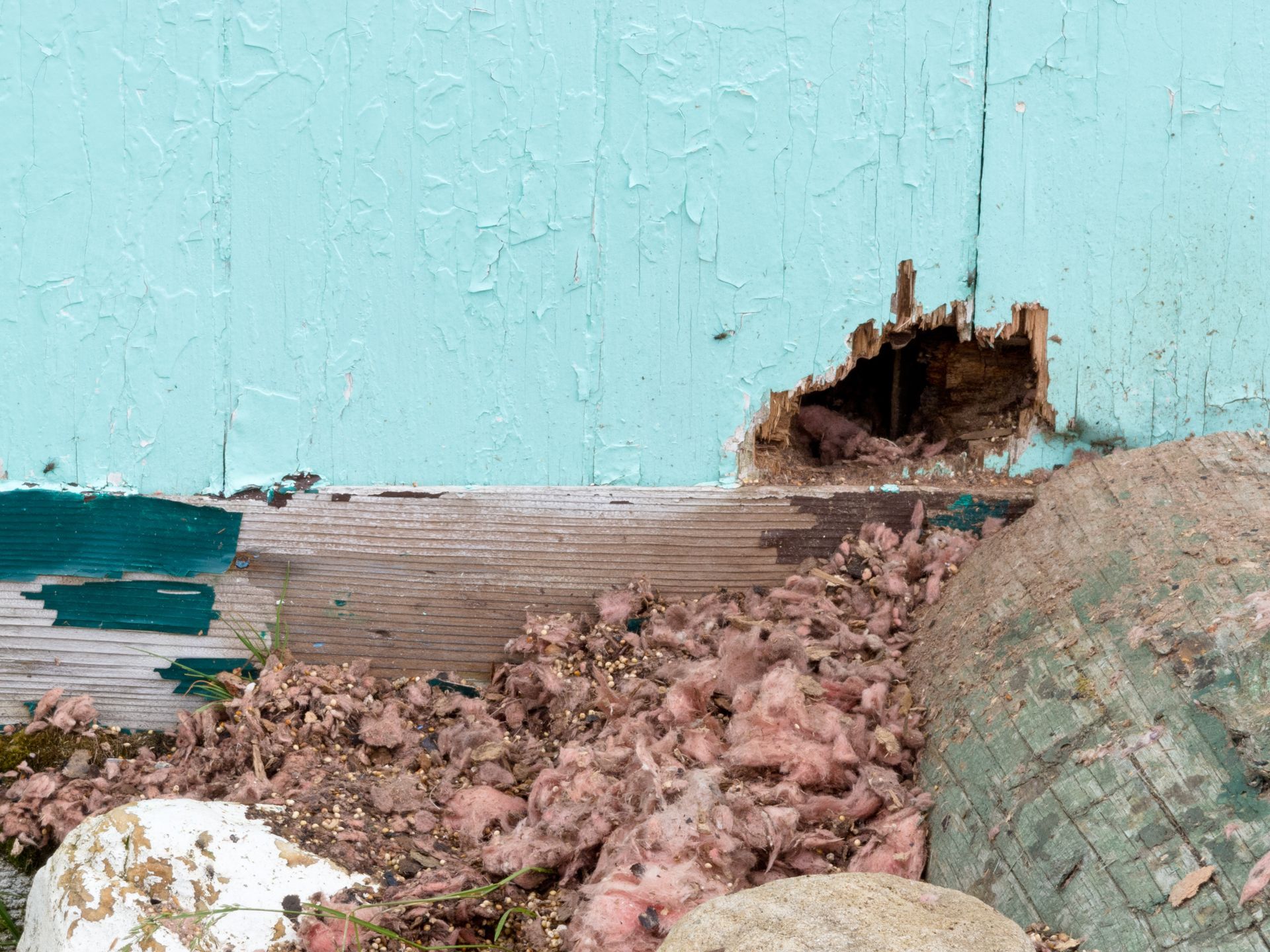 Hole in painted blue wood siding with insulation and debris.