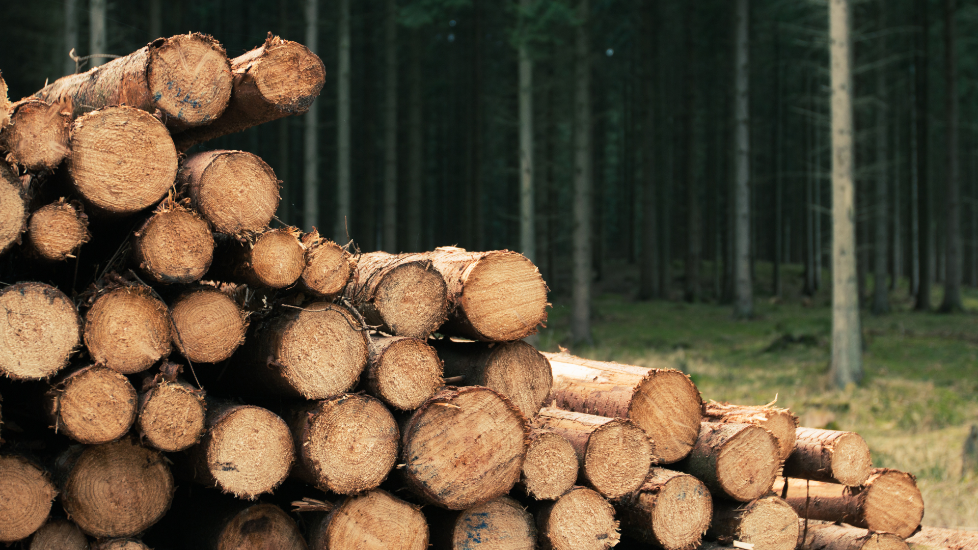 A pile of logs in the middle of a forest.