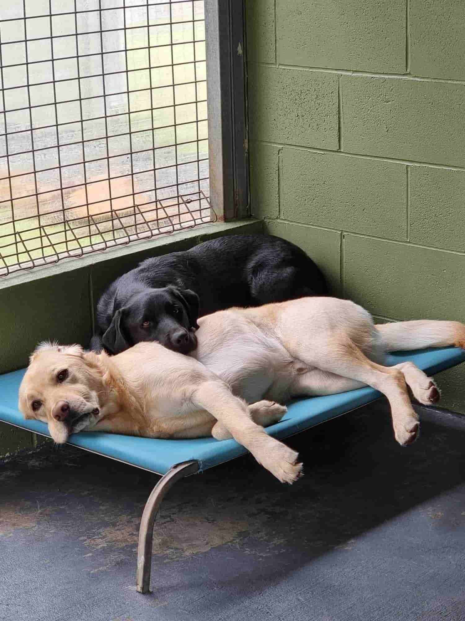 Two Dogs Are Laying on a Blue Bed in a Cage — Forster Tuncurry Boarding Kennels & Cattery In Failford, NSW