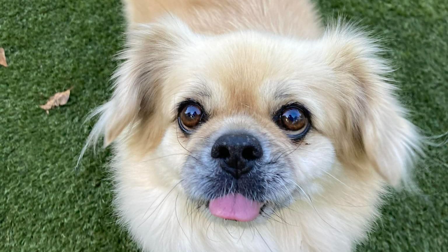 A Small Dog Is Laying On The Grass With Its Tongue Hanging Out — Forster Tuncurry Boarding Kennels & Cattery In Failford, NSW