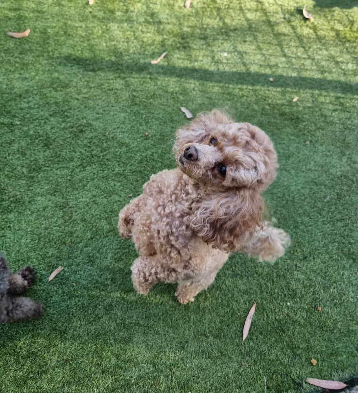 A Small Brown Poodle Is Standing On Its Hind Legs On A Lush Green Field — Forster Tuncurry Boarding Kennels & Cattery In Forster, NSW
