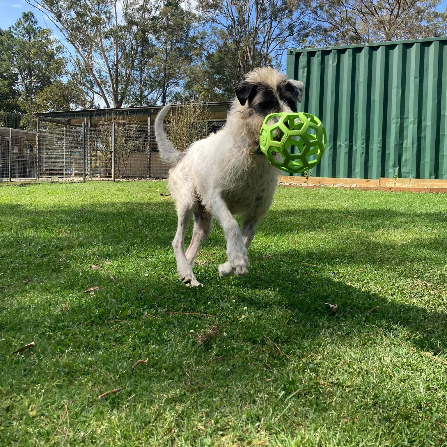 A Puppy is Holding a Green Ball in Its Mouth— Forster Tuncurry Boarding Kennels & Cattery In Failford, NSW