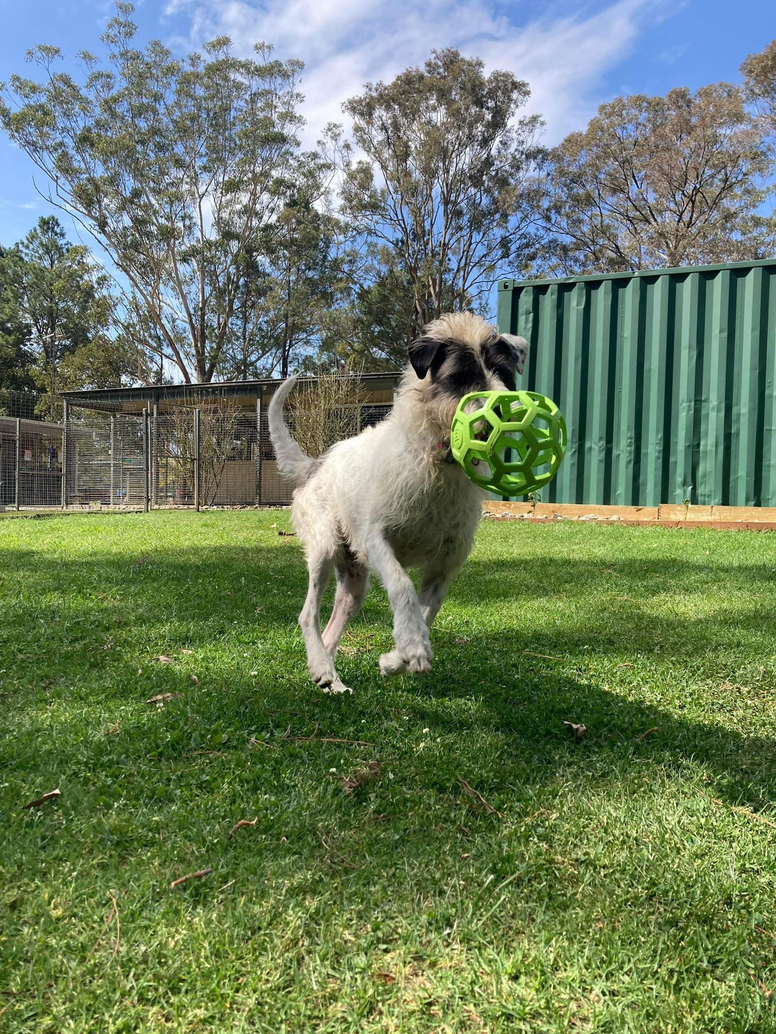 A Pug Puppy Is Holding A Green Ball In Its Mouth — Forster Tuncurry Boarding Kennels & Cattery In Failford, NSW