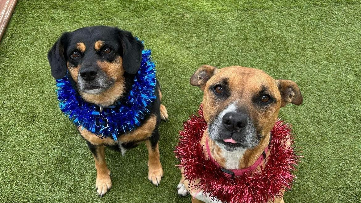 Two Dogs Wearing Christmas Wreaths Are Sitting on the Grassl — Forster Tuncurry Boarding Kennels & Cattery In Failford, NSW