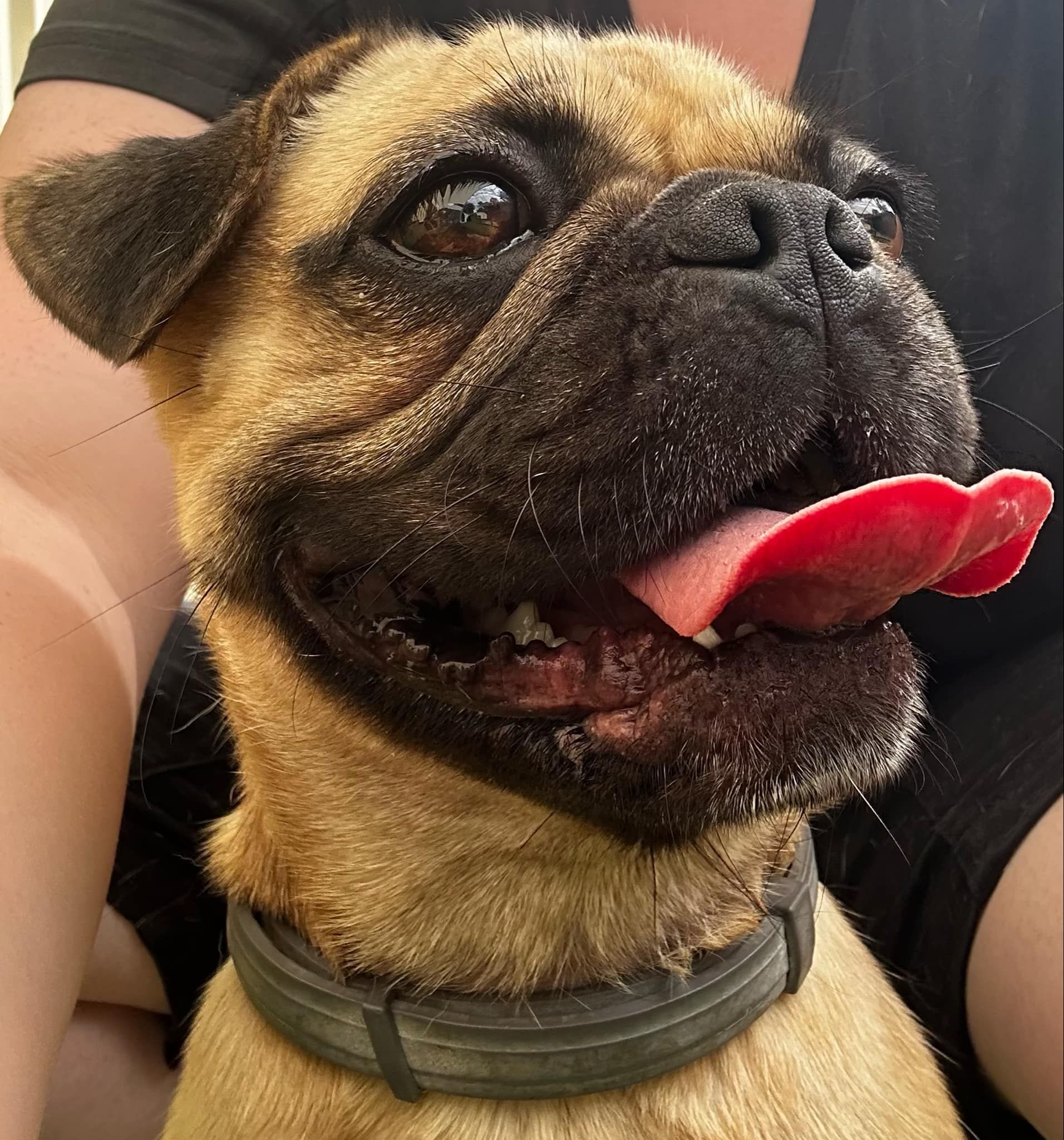 A Black French Bulldog Is Sitting On A Green Carpet And Looking Up At The Camera — Forster Tuncurry Boarding Kennels & Cattery In Failford, NSW
