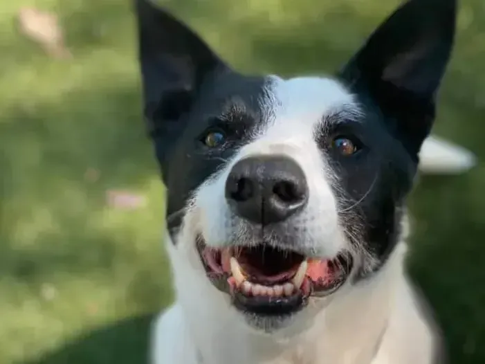 A Close Up Of A Black And White Dog With Its Mouth Open — Forster Tuncurry Boarding Kennels & Cattery In Taree, NSW