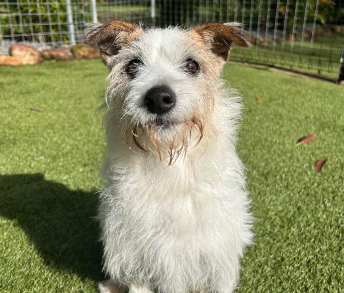 A Small White And Brown Dog Is Sitting On Top Of A Lush Green Field — Forster Tuncurry Boarding Kennels & Cattery In Failford, NSW
