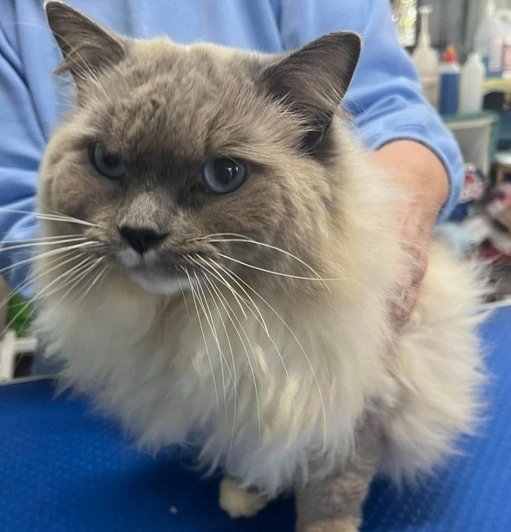 A Person Is Holding A Fluffy Cat On A Blue Table — Forster Tuncurry Boarding Kennels & Cattery In Failford, NSW
