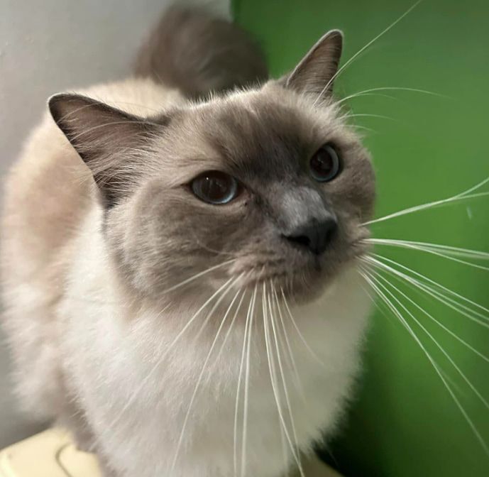 A Close Up Of A Cat 's Face With A Green Background — Forster Tuncurry Boarding Kennels & Cattery In Failford, NSW